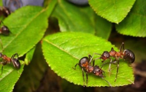 ants on leaves