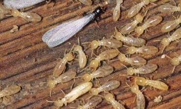 Termites