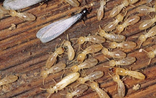 termites destroying wood