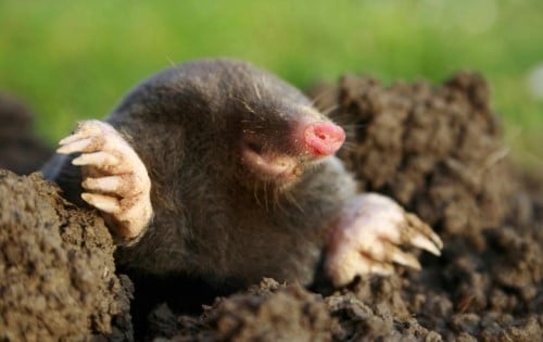 mole poking out from the ground