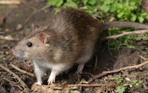 brown rat sitting on the ground